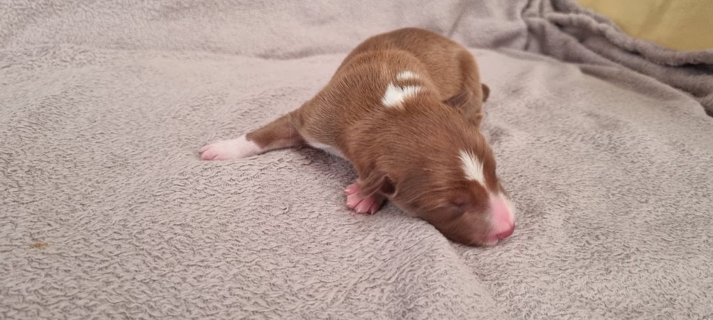 Ty Chou De Kérel - Chiots disponibles - Border Collie