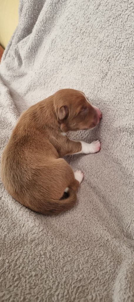 Ty Chou De Kérel - Chiots disponibles - Border Collie