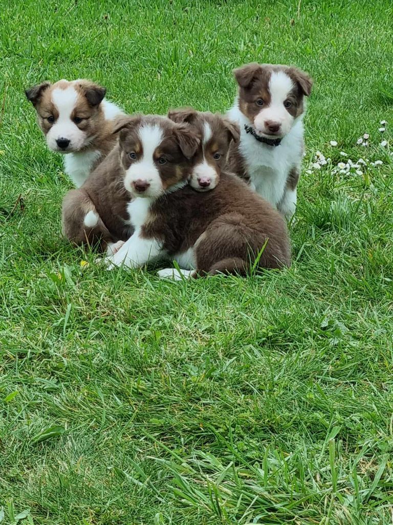Chiot Border Collie Ty Chou De Kérel