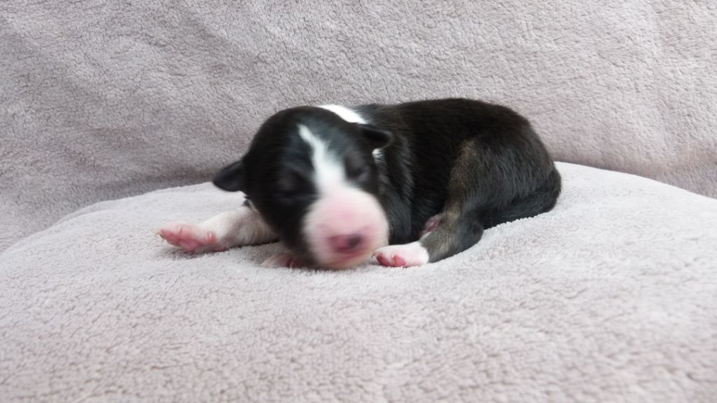 Ty Chou De Kérel - Border Collie - Portée née le 25/03/2021