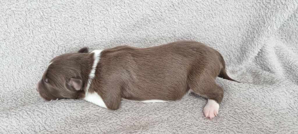Ty Chou De Kérel - Chiots disponibles - Border Collie