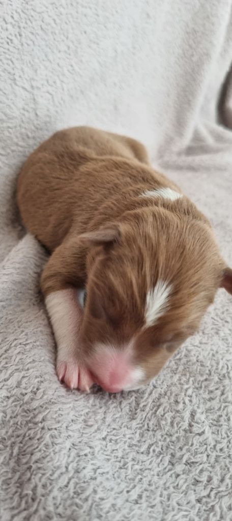 Ty Chou De Kérel - Chiots disponibles - Border Collie