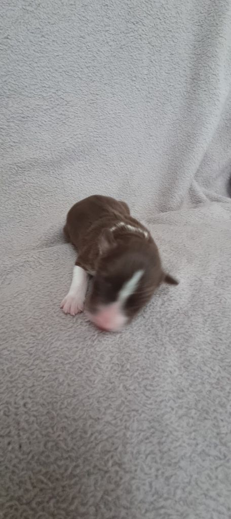 Ty Chou De Kérel - Chiots disponibles - Border Collie