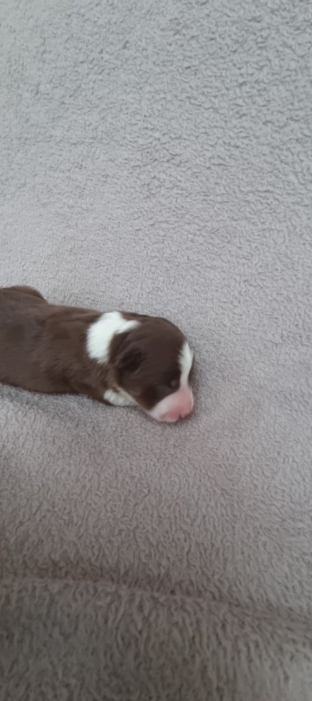 Ty Chou De Kérel - Chiots disponibles - Border Collie